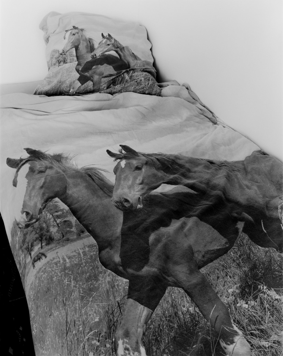 caballos caballos