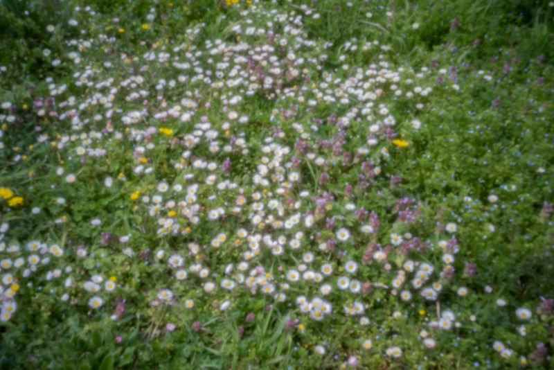 stenope montmorillon
